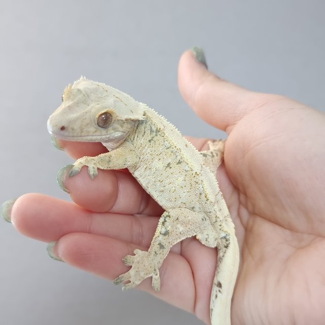 노멀 트라이 드리피 화이트스팟