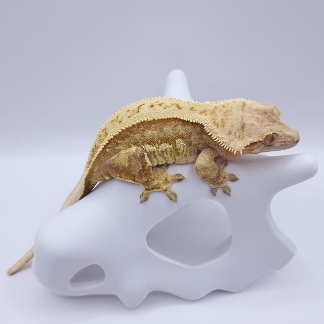 풀핀 크림시클