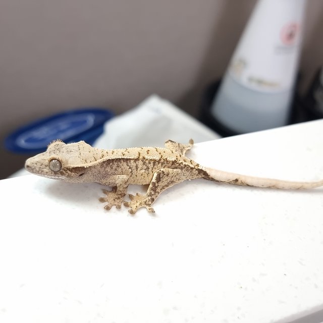 트라이 익스트림할리퀸 화이트스팟