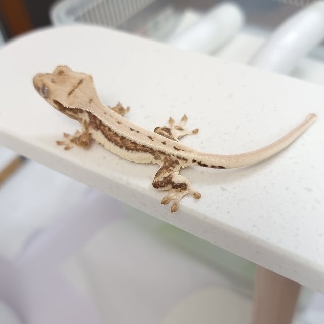 크림 크림시클 릴리화이트