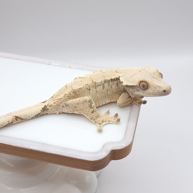 드리피 화이트스팟