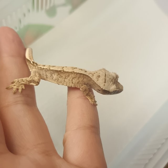 레드 트라이 화이트스팟