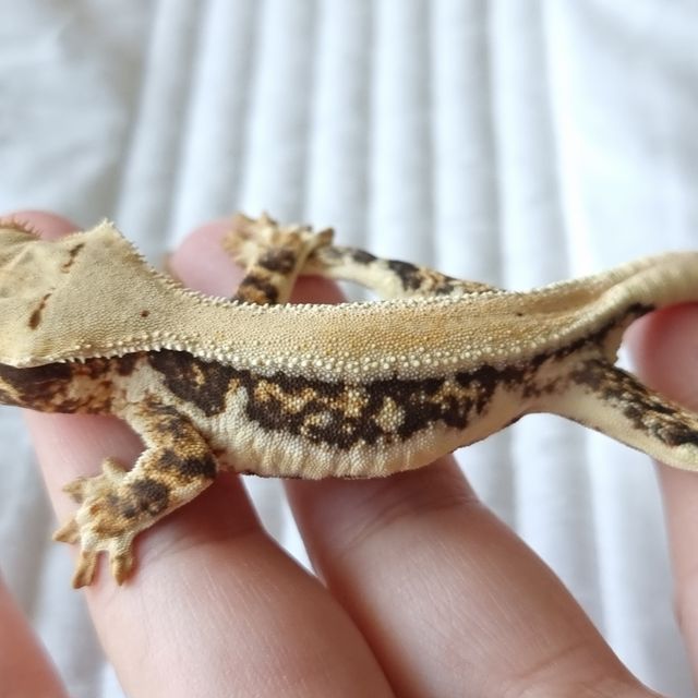릴리화이트 트라이