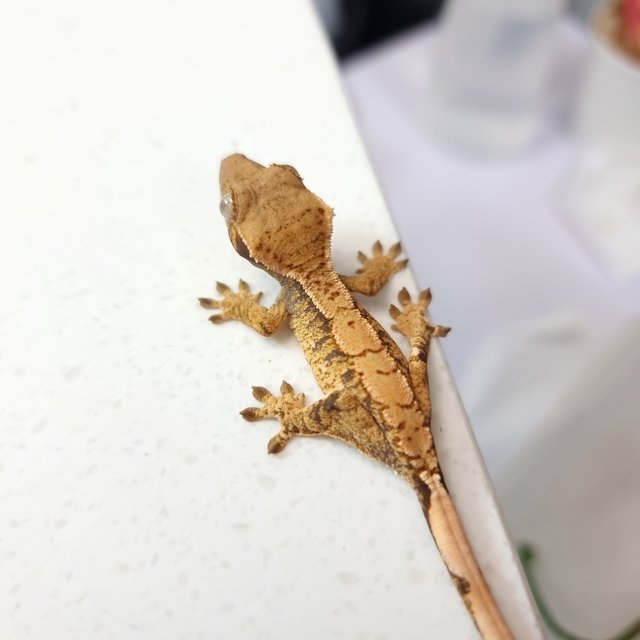 텐저린 트라이 익스트림할리퀸