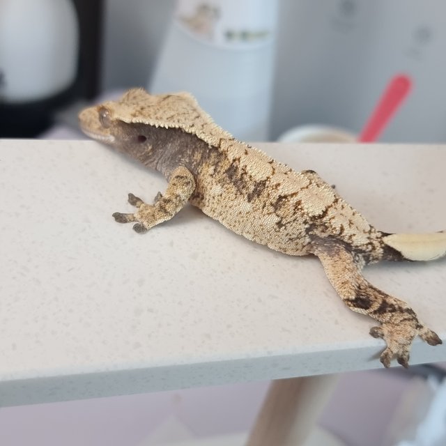 트라이 익스트림할리퀸 화이트스팟