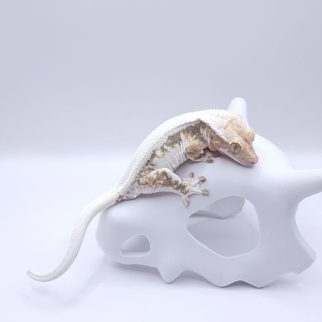 릴리화이트 레이지 판다