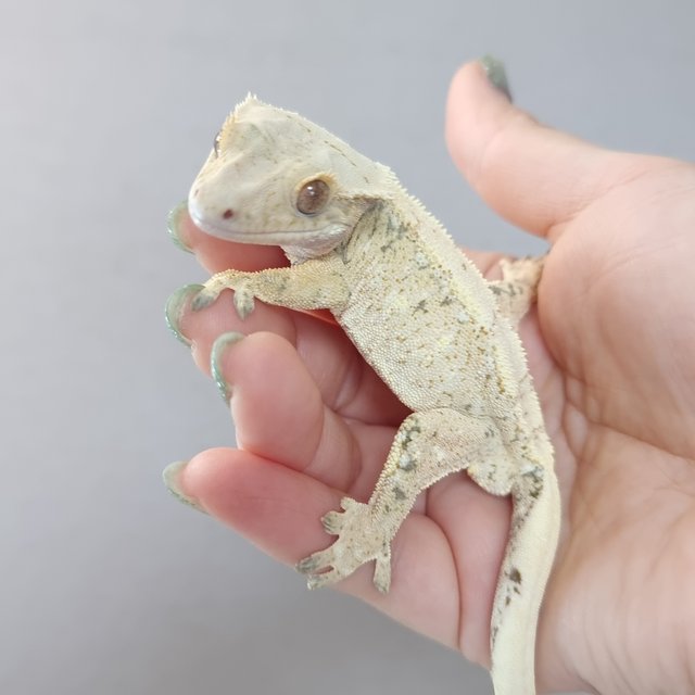 노멀 트라이 드리피 화이트스팟