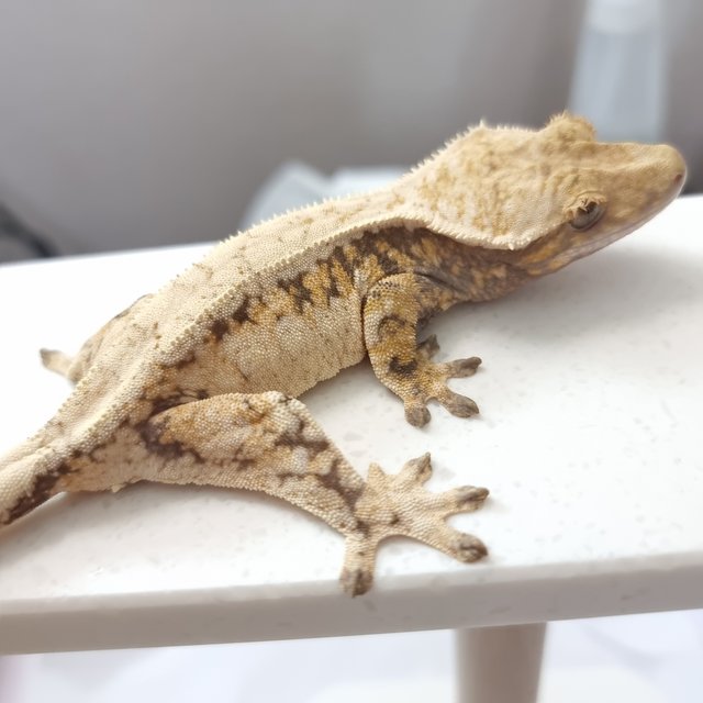 드리피 화이트스팟 트라이 익스트림할리퀸