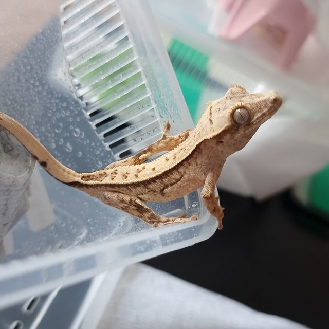 노멀 풀핀 크림시클