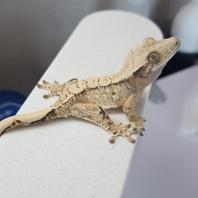 트라이 익스트림할리퀸 화이트스팟