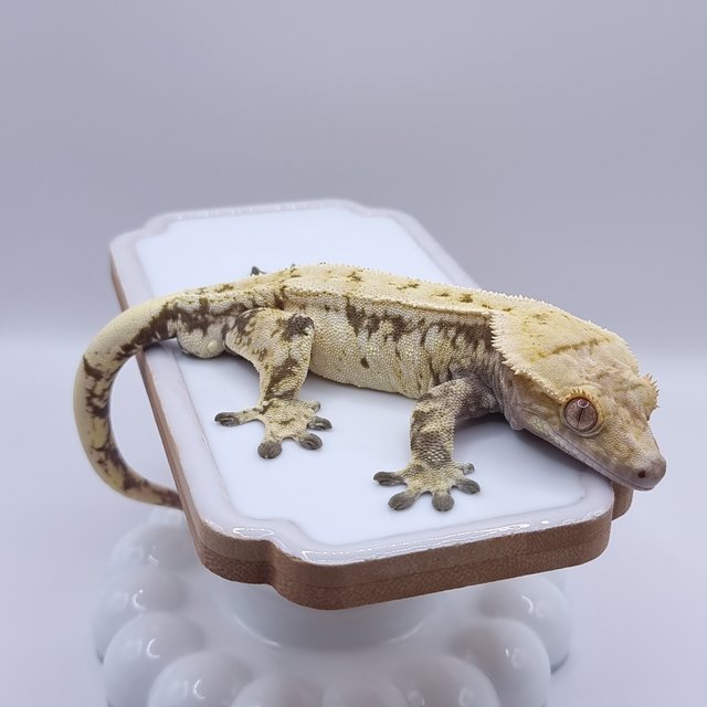 드리피 화이트스팟