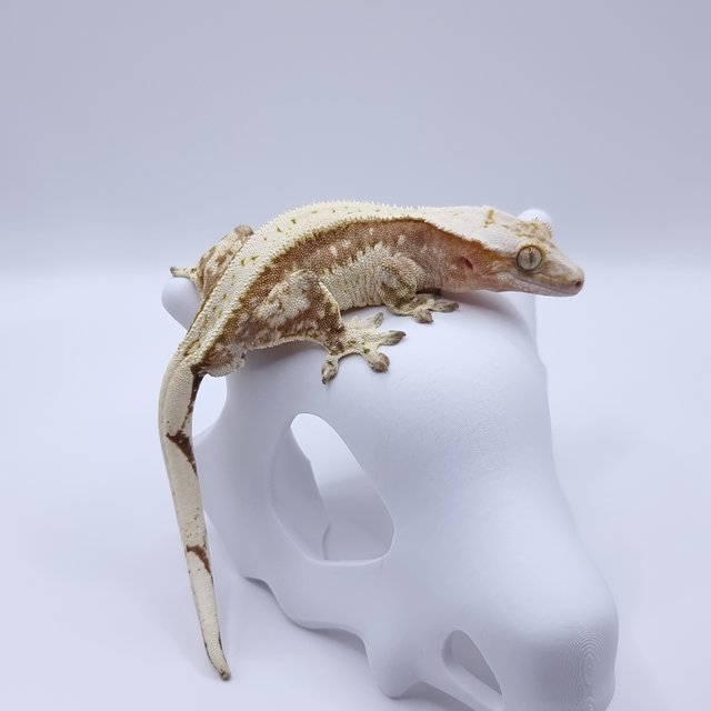 크림시클 노멀