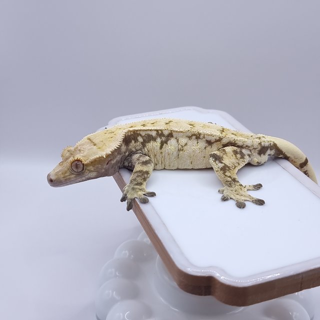 드리피 화이트스팟