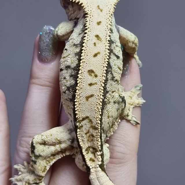 핀스트라이프 트라이 익스트림할리퀸