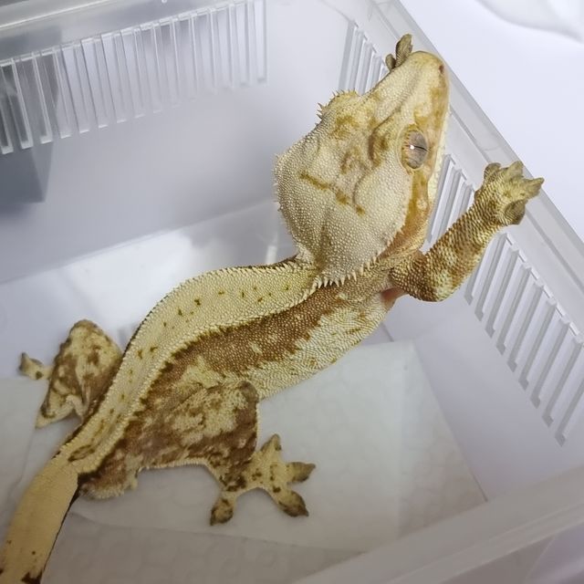 크림시클 노멀