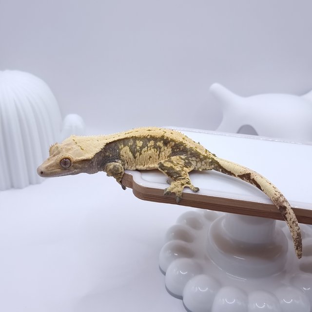 익스트림할리퀸