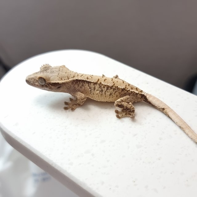 트라이 익스트림할리퀸 화이트스팟