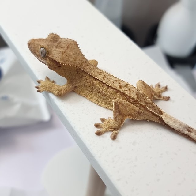 옐로우 팬텀 스트로베리