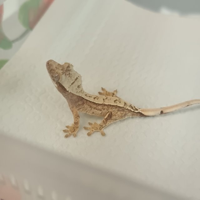 레드 트라이 화이트스팟