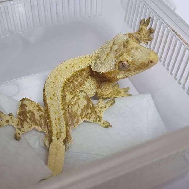 크림시클 노멀