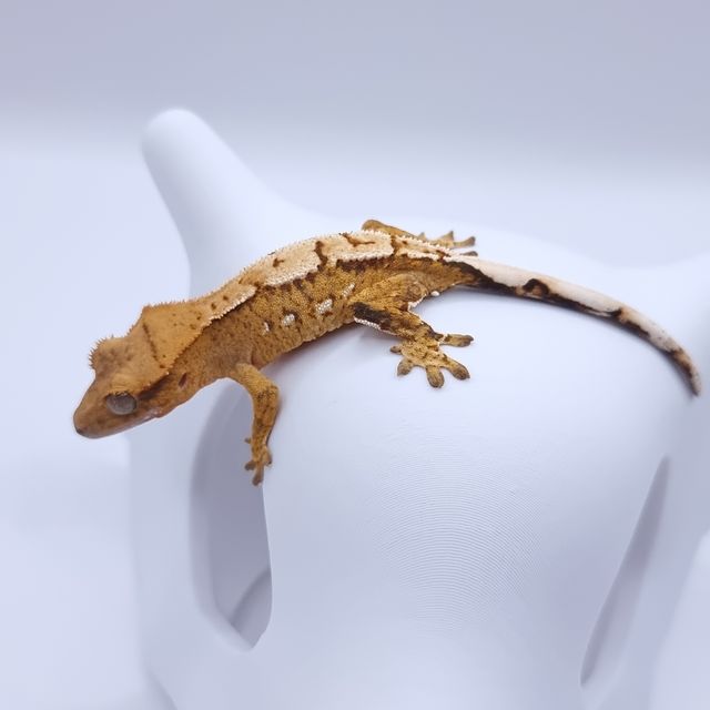 노멀 크림