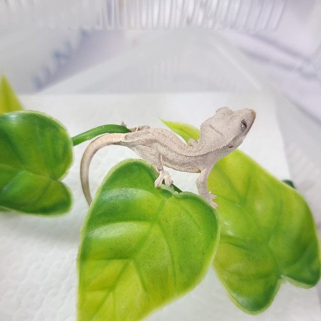 크림 팬텀 릴리화이트