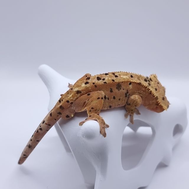 슈퍼달마시안