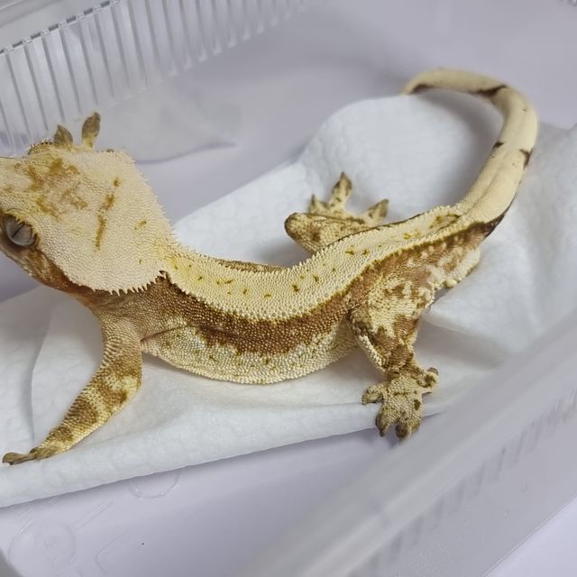 크림시클 노멀