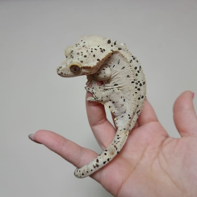 슈퍼달마시안