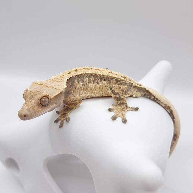 풀핀 트라이 핀스트라이프 드리피 화이트스팟