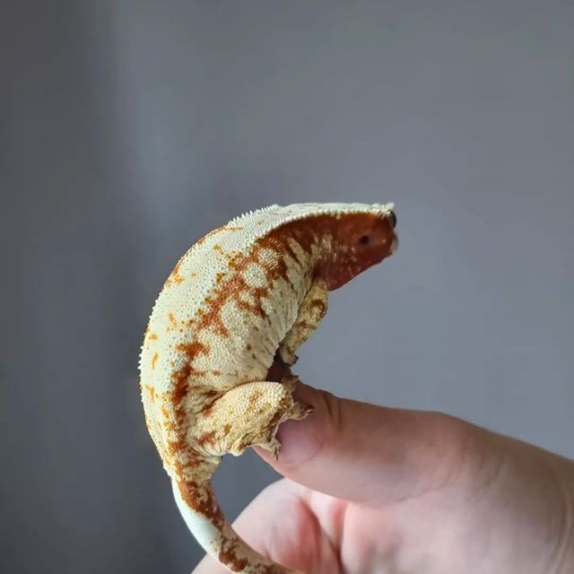레드 드리피 익스트림할리퀸