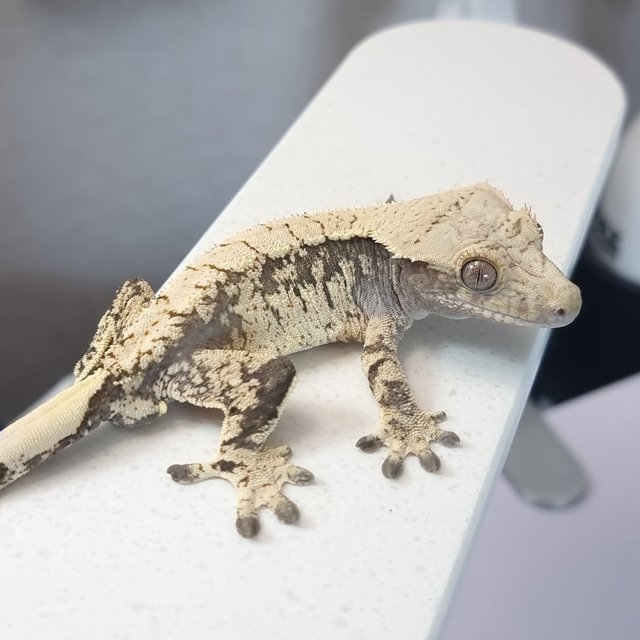 익스트림할리퀸 블랙 화이트