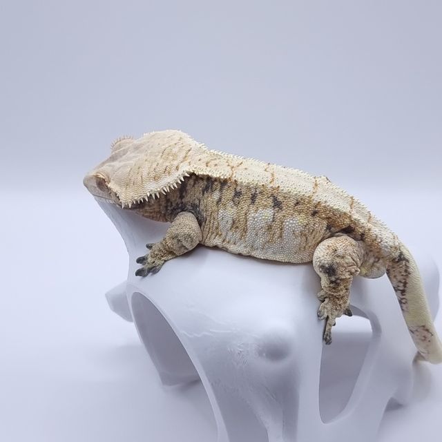 노멀 트라이 익스트림할리퀸 레이지 판다