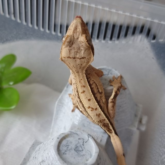 노멀 풀핀 크림시클