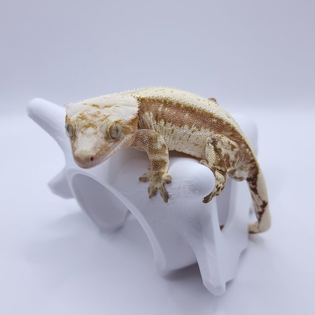 크림시클 노멀