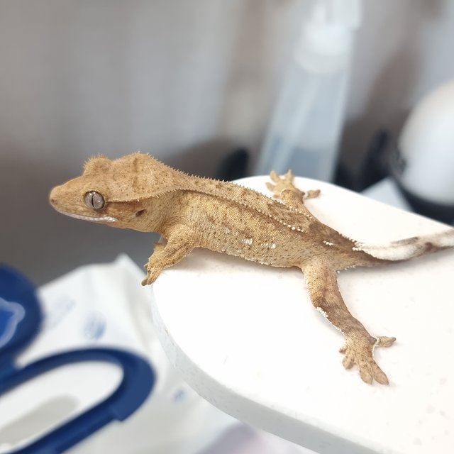 옐로우 팬텀 스트로베리