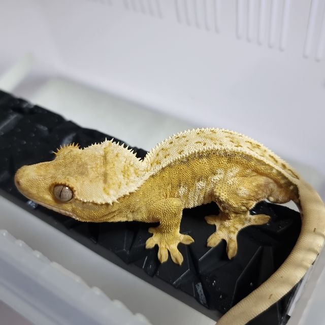 노멀 크림시클 드리피 풀핀