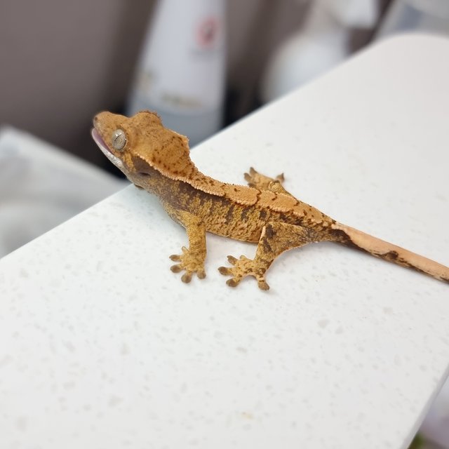 텐저린 트라이 익스트림할리퀸