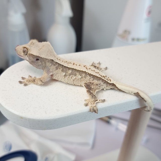 노멀 트라이 핀스트라이프