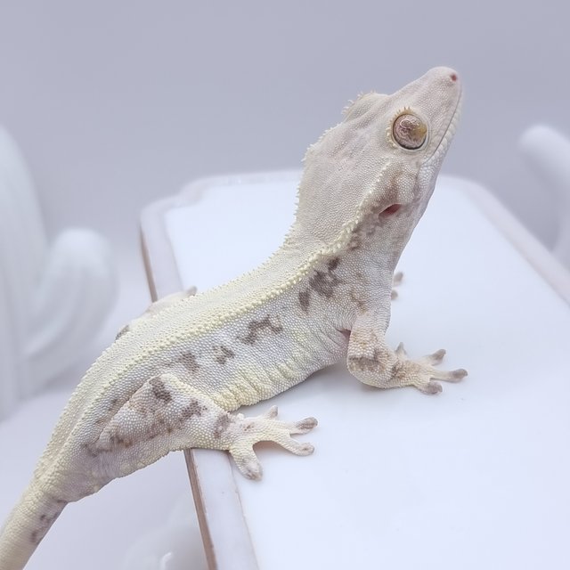 솔리드백 릴리화이트