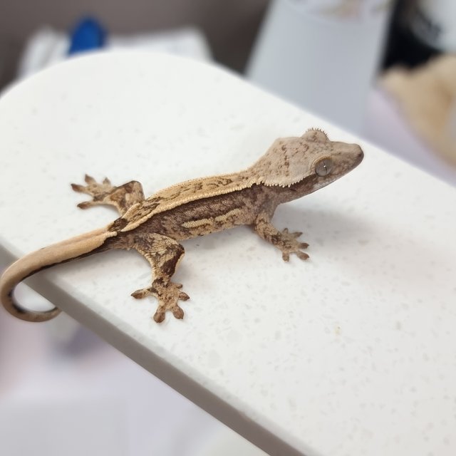 쿼드 핀스트라이프