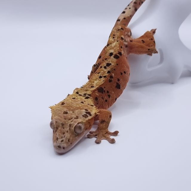 슈퍼달마시안