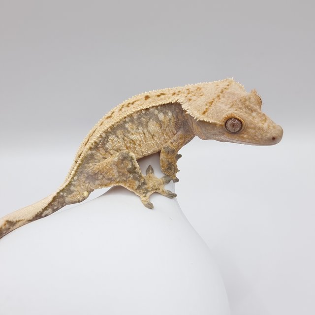 풀핀 트라이 핀스트라이프 드리피 화이트스팟