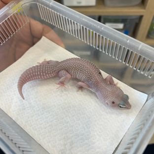 블랙나이트 블리자드