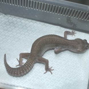 스노우 블랙나이트 블리자드