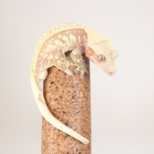 레드 트라이 익스트림할리퀸