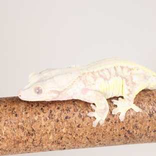 릴리화이트 레드