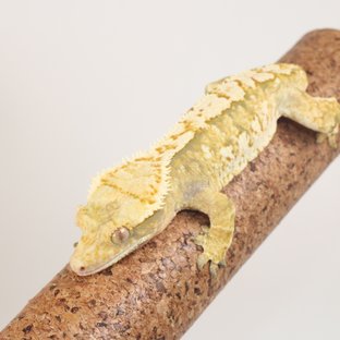 트라이 익스트림할리퀸