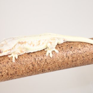 레드 릴리화이트