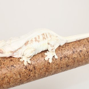 릴리화이트 레드